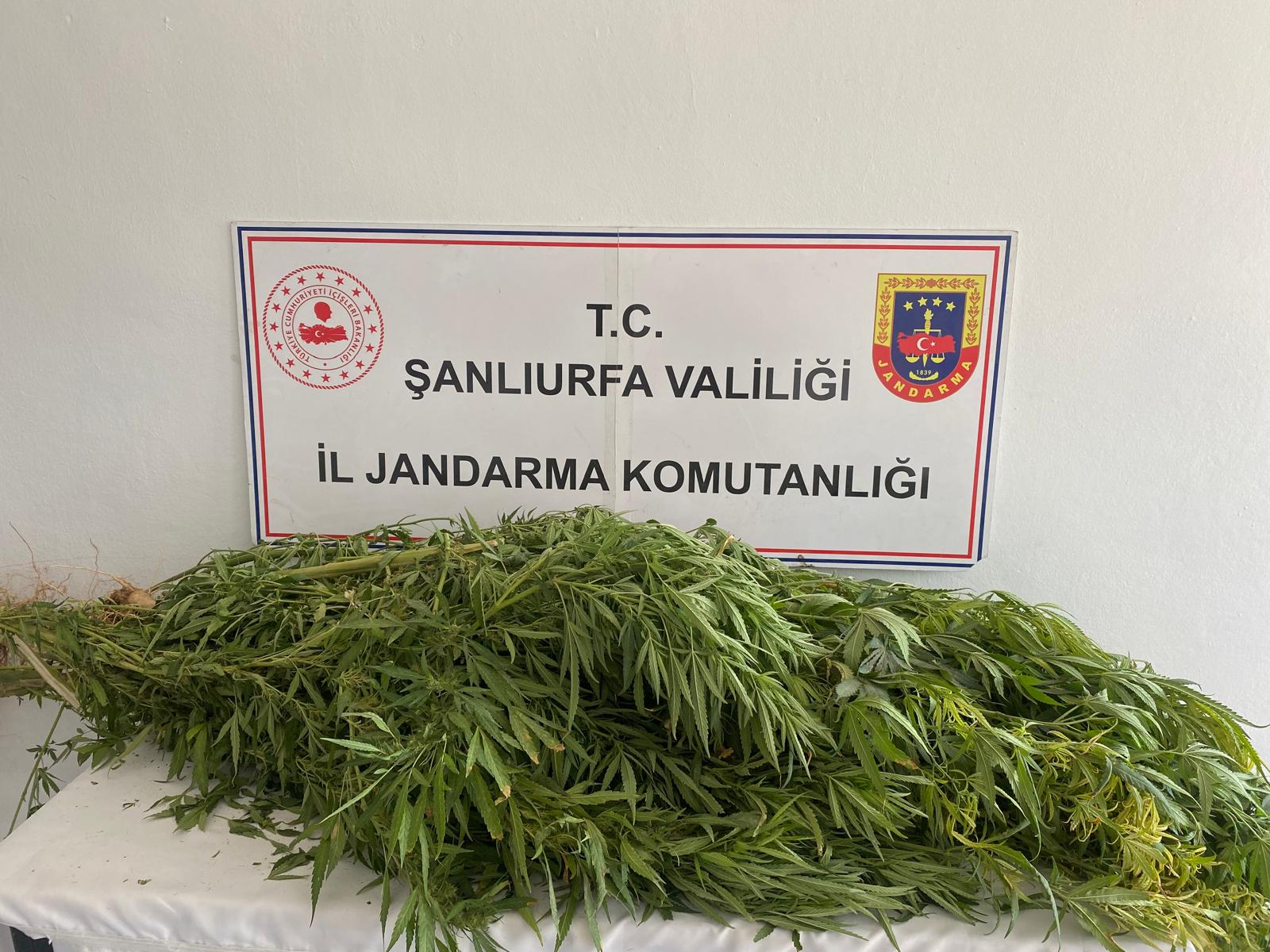 Birecik Ve Viranşehir’de Uyuşturucu Operasyonu
