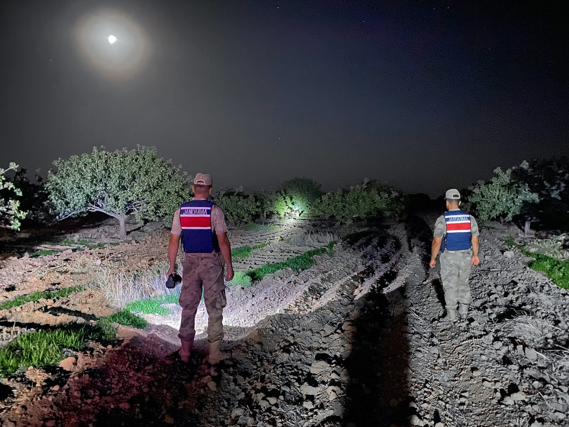 Şanlıurfa Jandarması Fıstık Hırsızlarına Göz Açtırmıyor