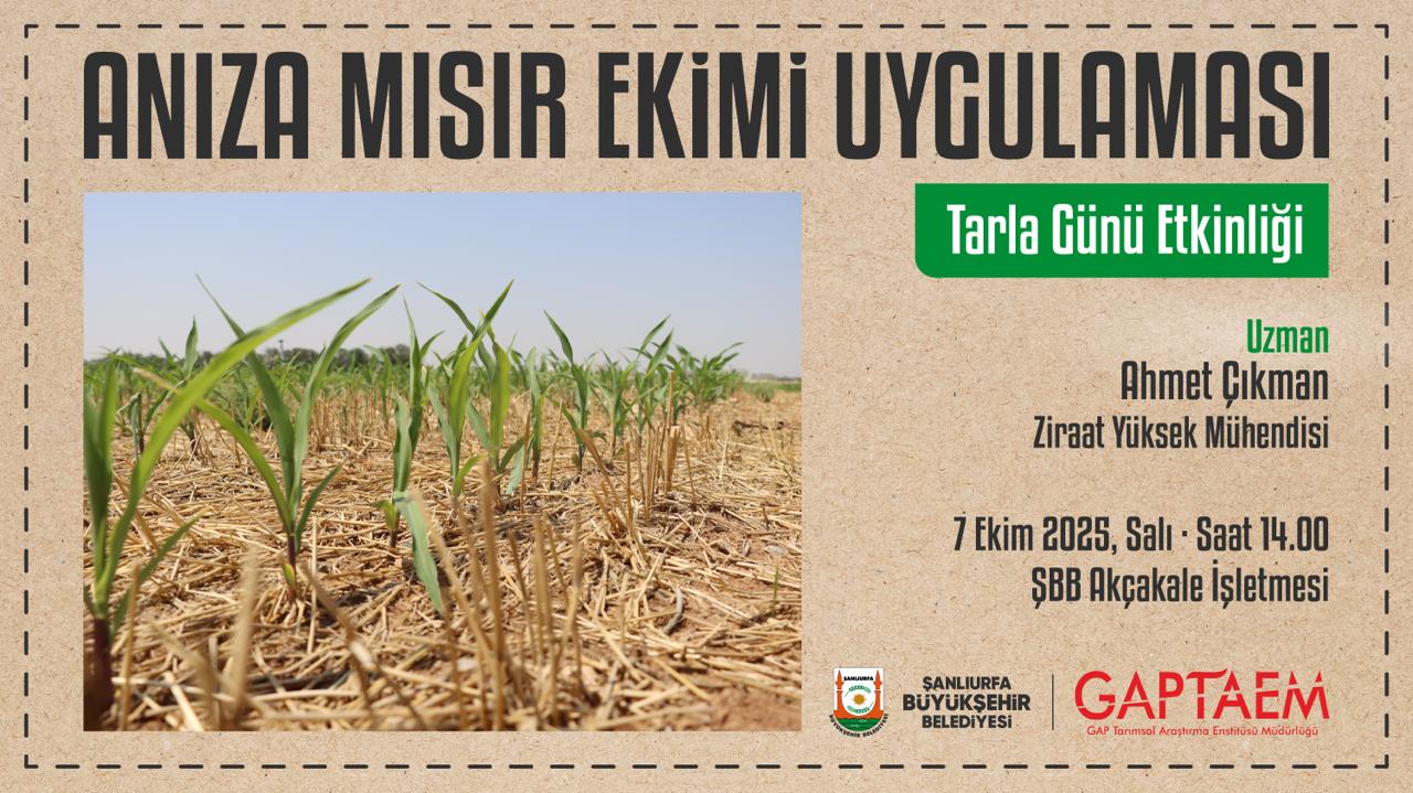 Şanlıurfa’da Anıza Mısır Ekimi Tanıtılacak