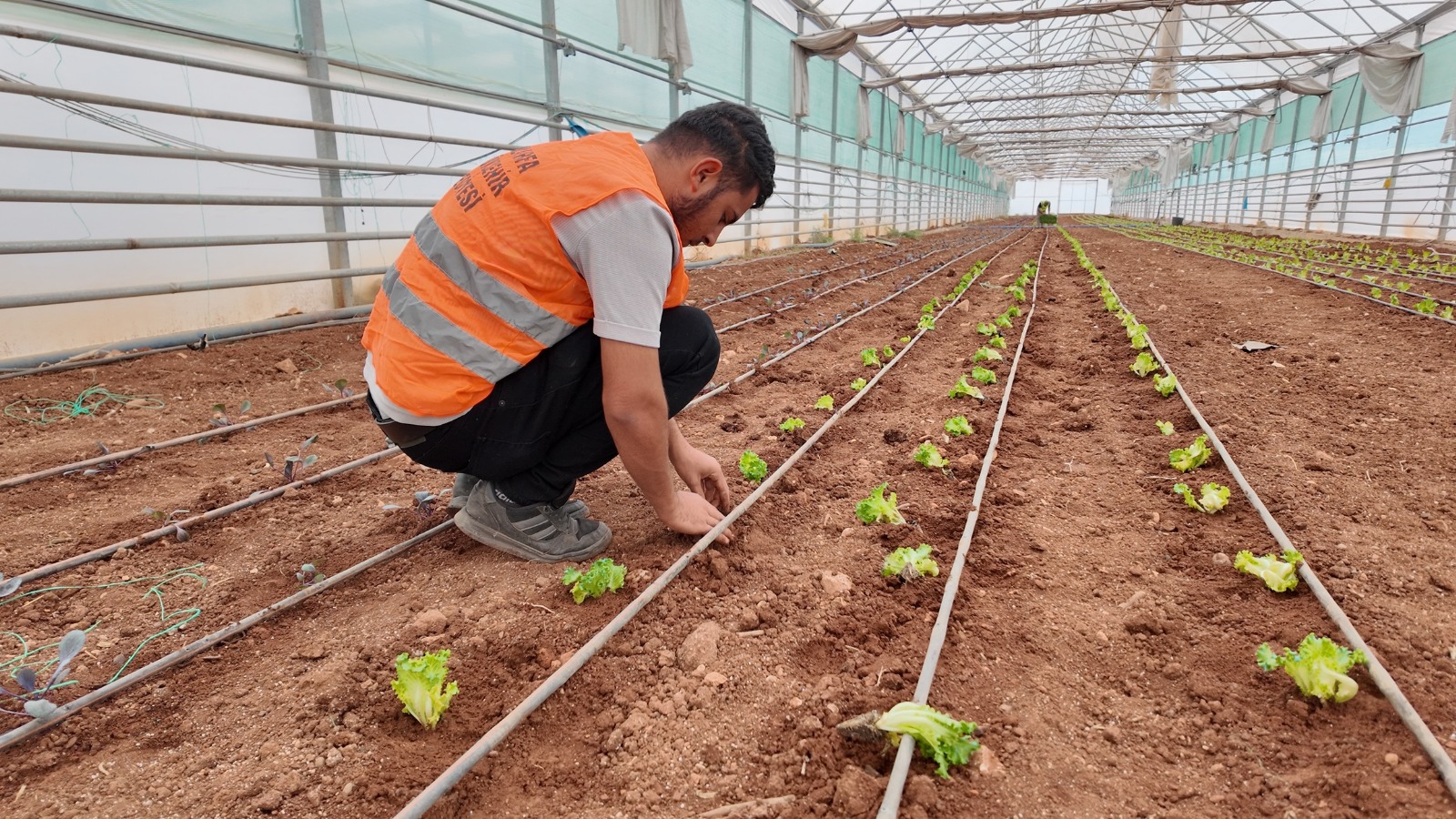 Büyükşehir, Serasında Kışlık Sebze Dikimi Gerçekleştirildi