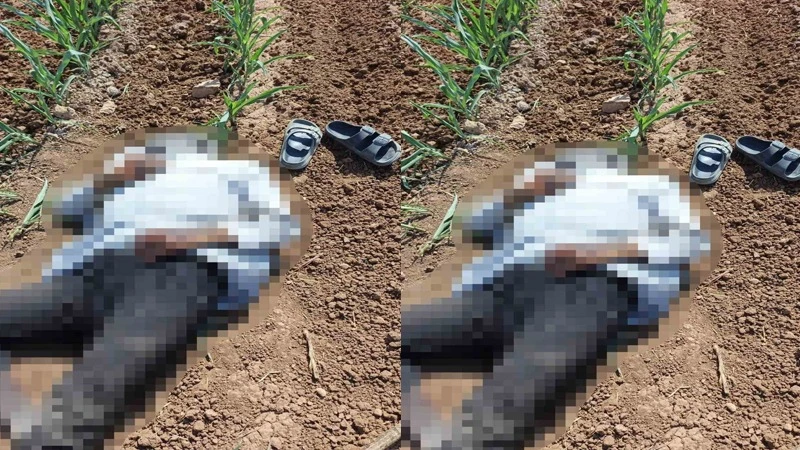 Şanlıurfa’da mısır tarlasında erkek cesedi bulundu