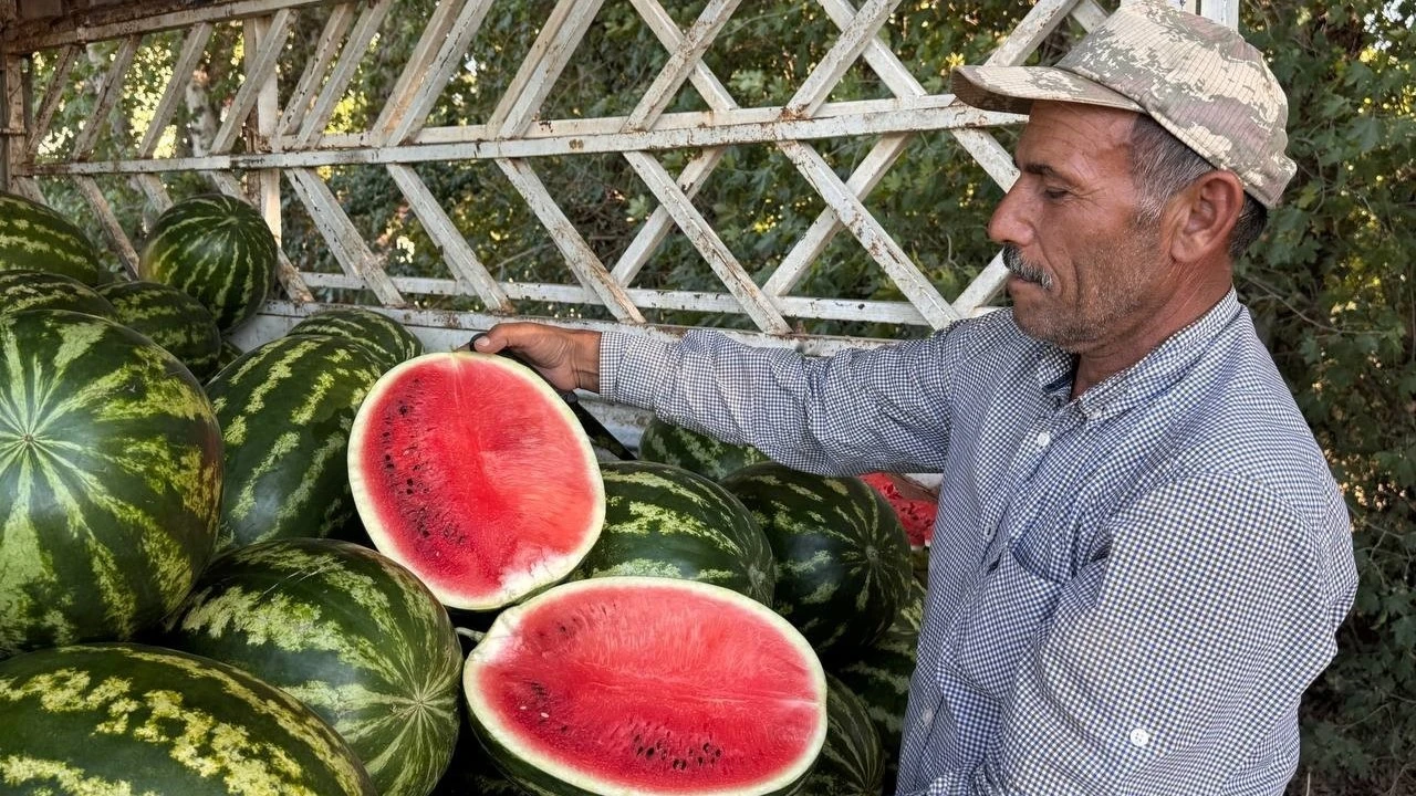 Şanlıurfa’da yerli karpuzun ilk hasadı buruk başladı