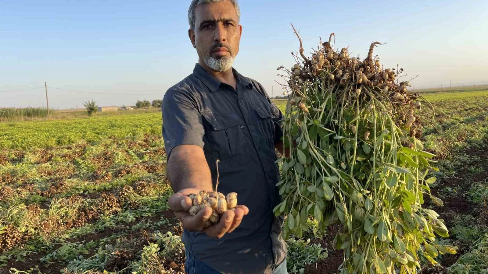 Şanlıurfa’da pamuk yerini yer fıstığına bırakıyor