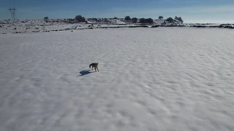 Şanlıurfa’da Tilki ile dronun eğlenceli mücadelesi