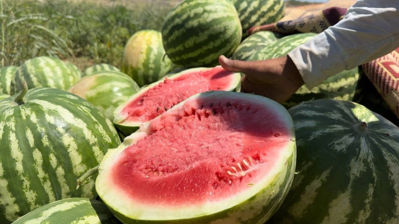 Şanlıurfalı bir esnaf vatandaşa 27 ton karpuz dağıttı