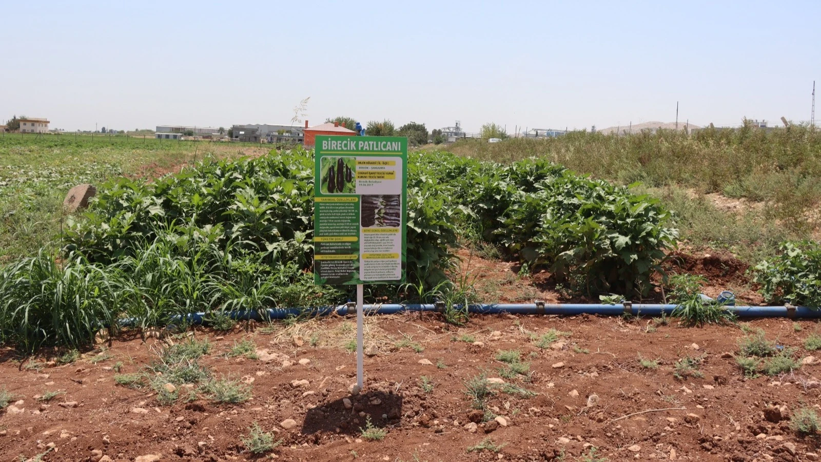 Şanlıurfa'da Ata Tohumlarıyla Yerel Üretimi Güçlendiriyor
